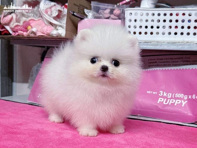 mua-cho-canh-gia-re-tphcm-1