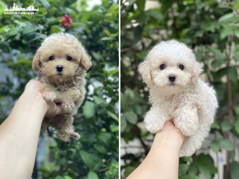 mua-cho-canh-gia-re-tphcm-2