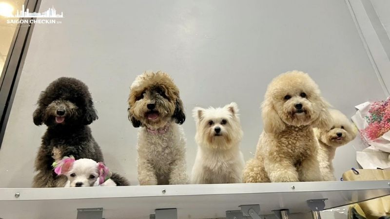 mua-cho-canh-gia-re-tphcm-3