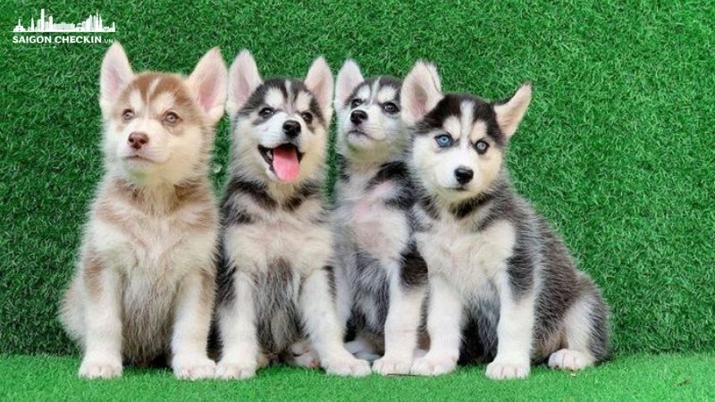 mua-cho-canh-gia-re-tphcm-4