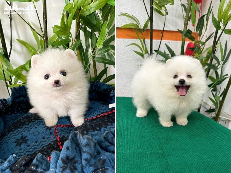 mua-cho-canh-gia-re-tphcm-6