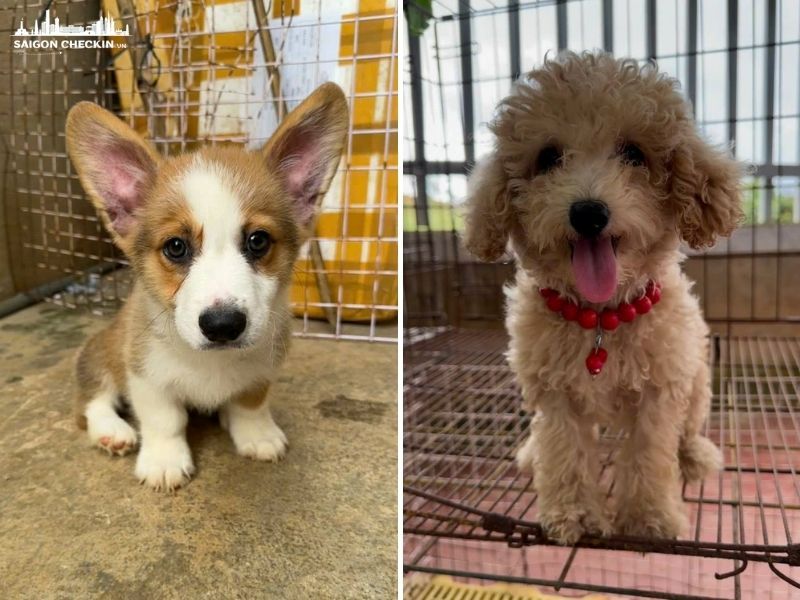 mua-cho-canh-gia-re-tphcm-7