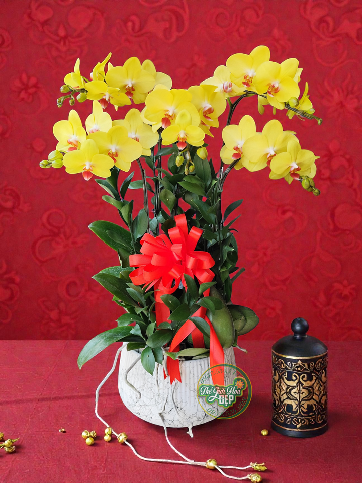 danh-sach-shop-hoa-lan-ho-diep-quan-8-dep-gia-tot-giao-nhanh-tan-noi-1