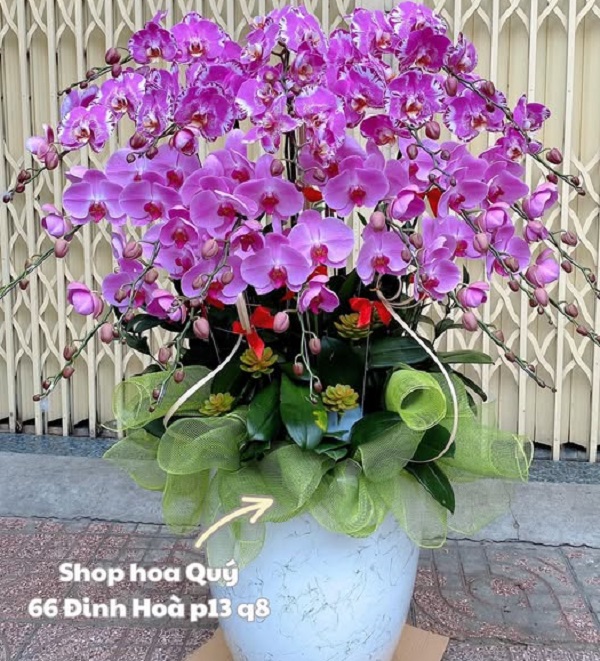 danh-sach-shop-hoa-lan-ho-diep-quan-8-dep-gia-tot-giao-nhanh-tan-noi-2