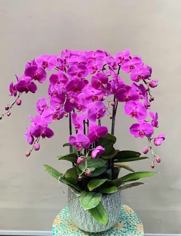 danh-sach-shop-hoa-lan-ho-diep-quan-8-dep-gia-tot-giao-nhanh-tan-noi-4